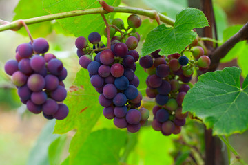 growing grapes on the Vine