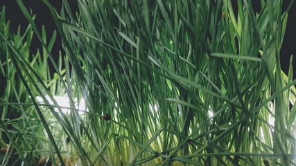 Fresh young grass for cooking vitgrass