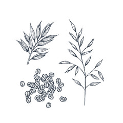 Oats botanical illustration. Engraved style. Vector illustration