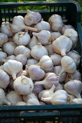 harvested garlic in plastic box on grass