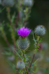 growing greater burdock