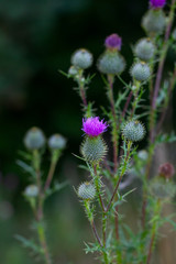 Fototapeta premium growing greater burdock