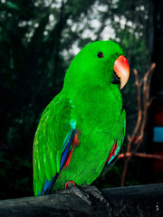 parrot