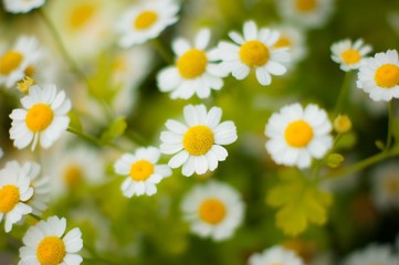 Chamomile flowers field background