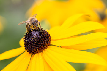 bee on a yellow flower