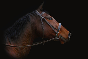 horse isolated on black background