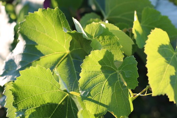 bright fresh grape leaves on a Sunny summer day