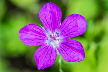 The macro shot of the background or the texture of the purple summer forest flower with the stamens, pestles and blades