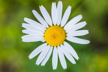 Obraz premium The macro shot of the background or the texture of the summer forest flower with the stamens, pestles and blades
