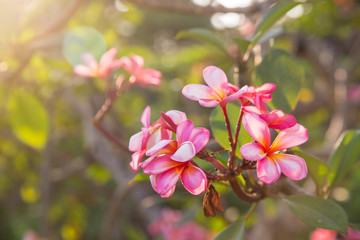 Obraz premium Pink Plumeria Or Frangipani Flower Bloom On Tree.