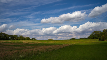 Feld im Sommer mit bewölktem Himmel