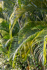 Fototapeta premium Beautiful real tropical Palm leaves background.