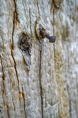 ein rostiger Nagel in einem Baum