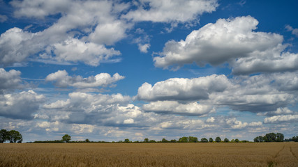 Fototapeta na wymiar ein Getreidefeld im Sommer mit bewölktem Himmel