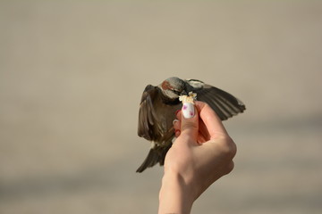 Female hand open with sparrows hovering and flying