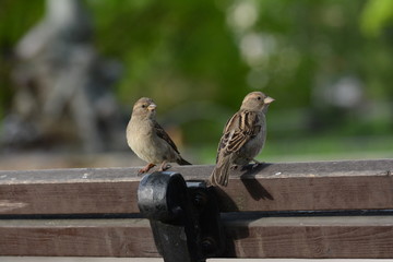 Two sparrow birds sitting on a fence. Green blurred bokeh background, shallow depth of field