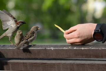 Male hand holding fried potato with a sparrows on the left side