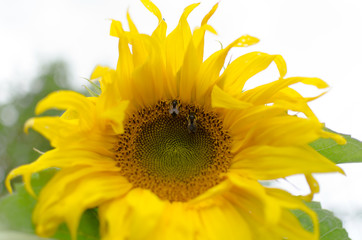 Obraz premium two bees sitting on a sunflower