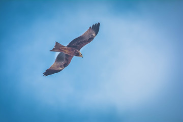Eagle flying high in the sky