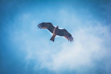 Eagle flying high in the sky