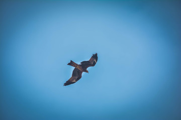 Eagle flying high in the sky