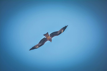 Eagle flying high in the sky