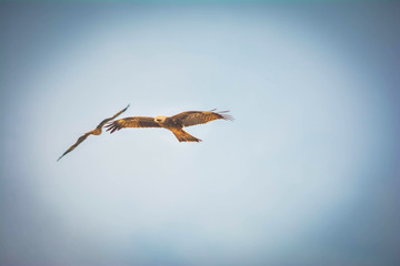 Eagle flying high in the sky