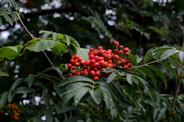 rowan berries closeup background, wallpaper