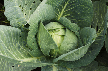 cabbage growing in the garden, vegetable