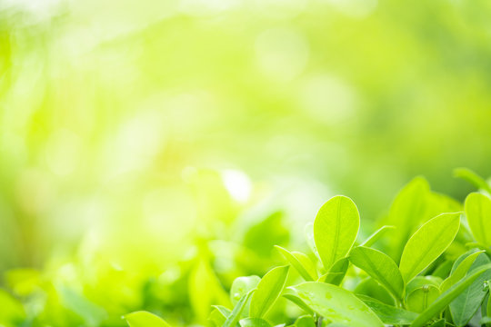 Green nature background. Stock Photo | Adobe Stock