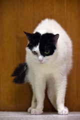 Fototapeta na wymiar white with black cat on a brown background