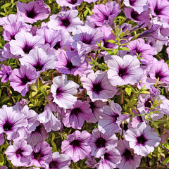 Blühende Petunien, Petunia