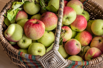 Apples in a basket are taken from a tree. New crop.