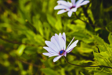 White wildflower in the forest