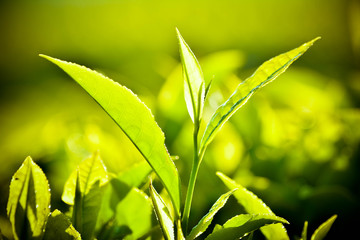 Close up of Fresh Green Tea Leaves