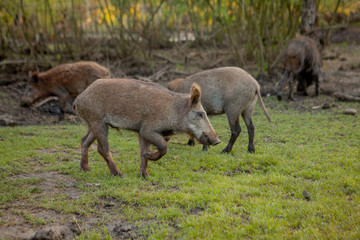 Family Group of Wart Hogs Grazing Eating Grass Food Together.