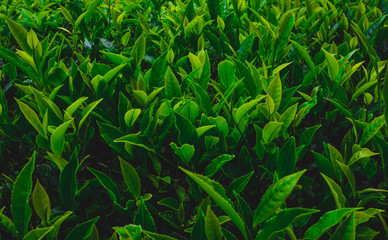 Close up of Fresh Green Tea Leaves