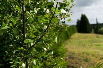 Branch of aspen on the edge grove
