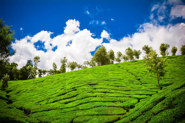 Beautiful Green Tea plantation, Munnar