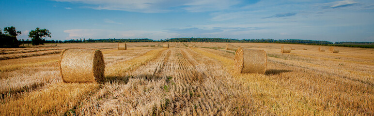 Yellow golden straw bales of hay in the stubble field, agricultural field under a blue sky with clouds. Straw on the meadow. Countryside natural landscape. Grain crop, harvesting. © volody10