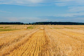 Yellow golden straw bales of hay in the stubble field, agricultural field under a blue sky with clouds. Straw on the meadow. Countryside natural landscape. Grain crop, harvesting.