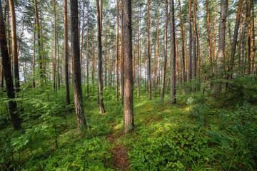 Fototapeta na wymiar pine forest of the southern urals