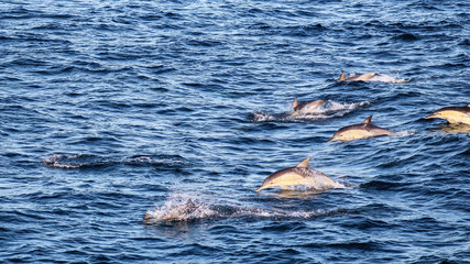 Dolphins off Sydney