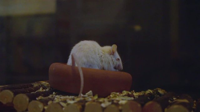Small white albino mouse sitting in a pet bowl, eating