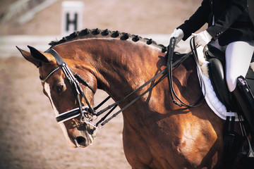 A beautiful elegant Bay horse bends its neck while performing tasks in dressage competitions, while...