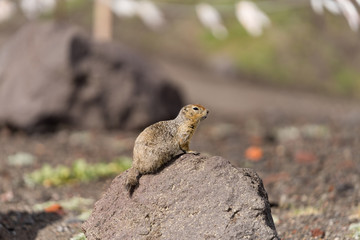 Portrait of a brave curious ground squirrel (Latin: Spermophilus. Also known as suslik or souslik) looking around on the rock. Base camp under Avacha volcano in Kamtchatka peninsula, Russian far East.