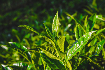 Close up of Fresh Green Tea Leaves