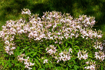 Dornige Spinnenblume