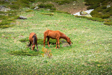 a herd of wild horses grazes in a green meadow in the mountains of the Caucasus