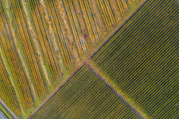 Aerial view of vineyard